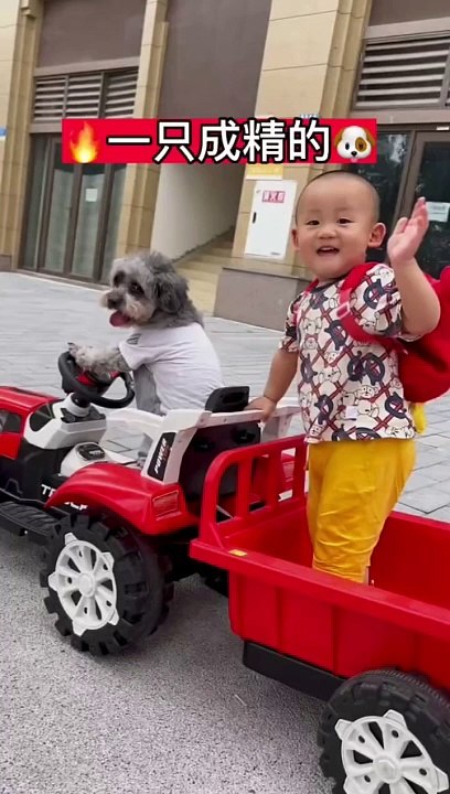 pickup and drop doggy travel