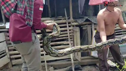 Ular Piton Panjang 5 Meter Hebohkan Warga Cibadak Sukabumi, Mangsa 4 Ekor Ayam