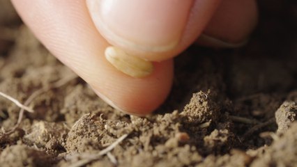 S01E03 - Les semailles