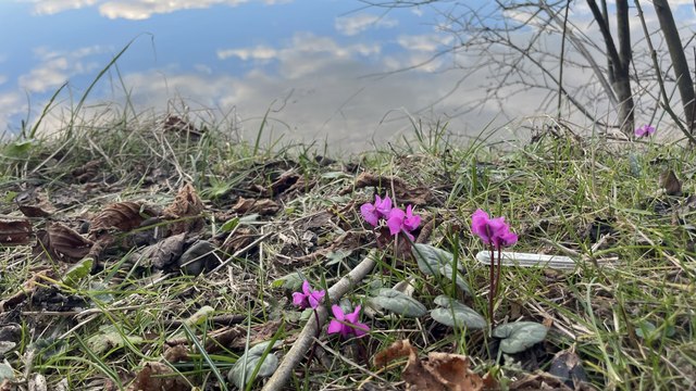 Bolu'da mevsimler karıştı: Bir tarafta kayak diğer tarafta bahar çiçekleri