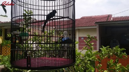 Bongkar Murai penyebab murai rusak