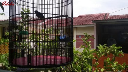 Jangan Sembarangan Embun Murai Batu Bahaya bisa rusak