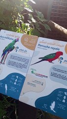 Perroquet perruche de Rabat #perroquet #parrot
