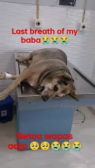 The last stage of life comes for every living being.(360p)