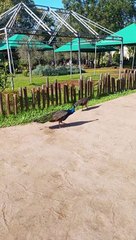 Adorable paon de Rabat Maroc #paon #peacock