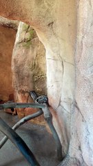 Rencontre Intime avec les Habitants du Zoo de Rabat #genetta