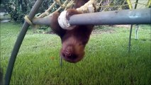 Baby Sloths Being Sloths - FUNNIEST Compilation_2