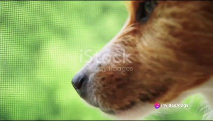 Understanding Man's Best Friend dogs. #BestFriend @LifeofAnimalIdentity