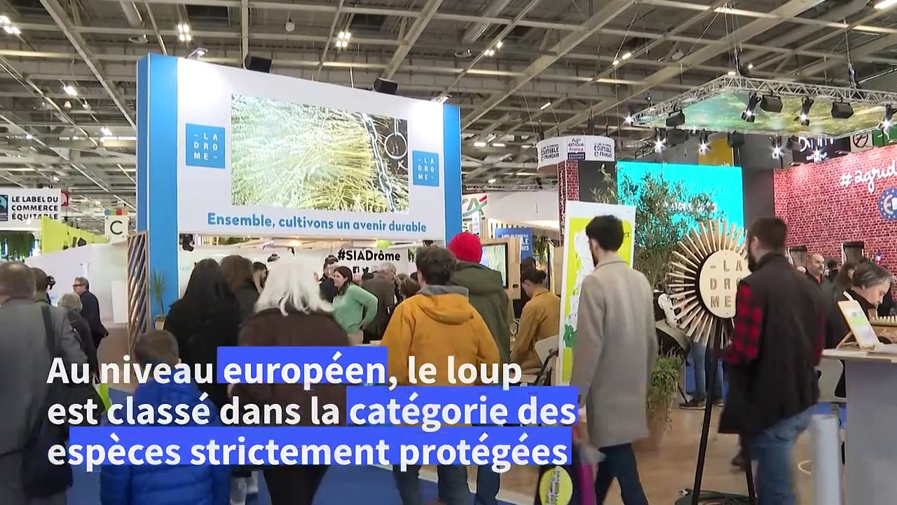 Les éleveurs ovins de la Drôme pour un assouplissement des règles d’abattage du loup