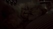 ASMR Cat Purring For Relaxing And Sleep | Cat Sleeps Under Blanket
