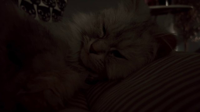 ASMR Cat Purring For Relaxing And Sleep | Cat Sleeps Under Blanket