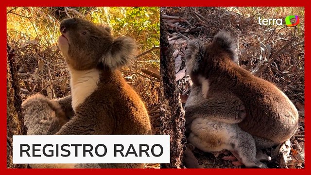 Em cena rara, coala macho é flagrado abraçando fêmea morta na Austrália