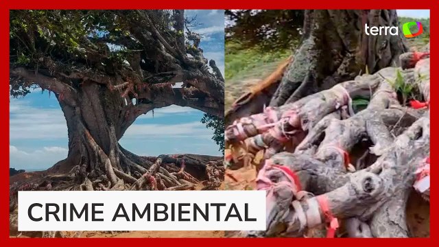 Cartão-postal do RN, 'Árvore do Amor' de 300 anos é vandalizada e tem raízes cortadas