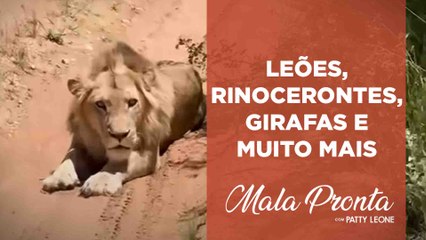 Patty Leone se aventura em um incrível safári na África do Sul | MALA PRONTA