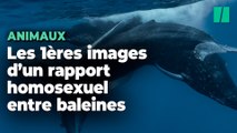 Des rapports sexuels de baleines à bosse observés pour la première fois (et ce sont deux mâles)
