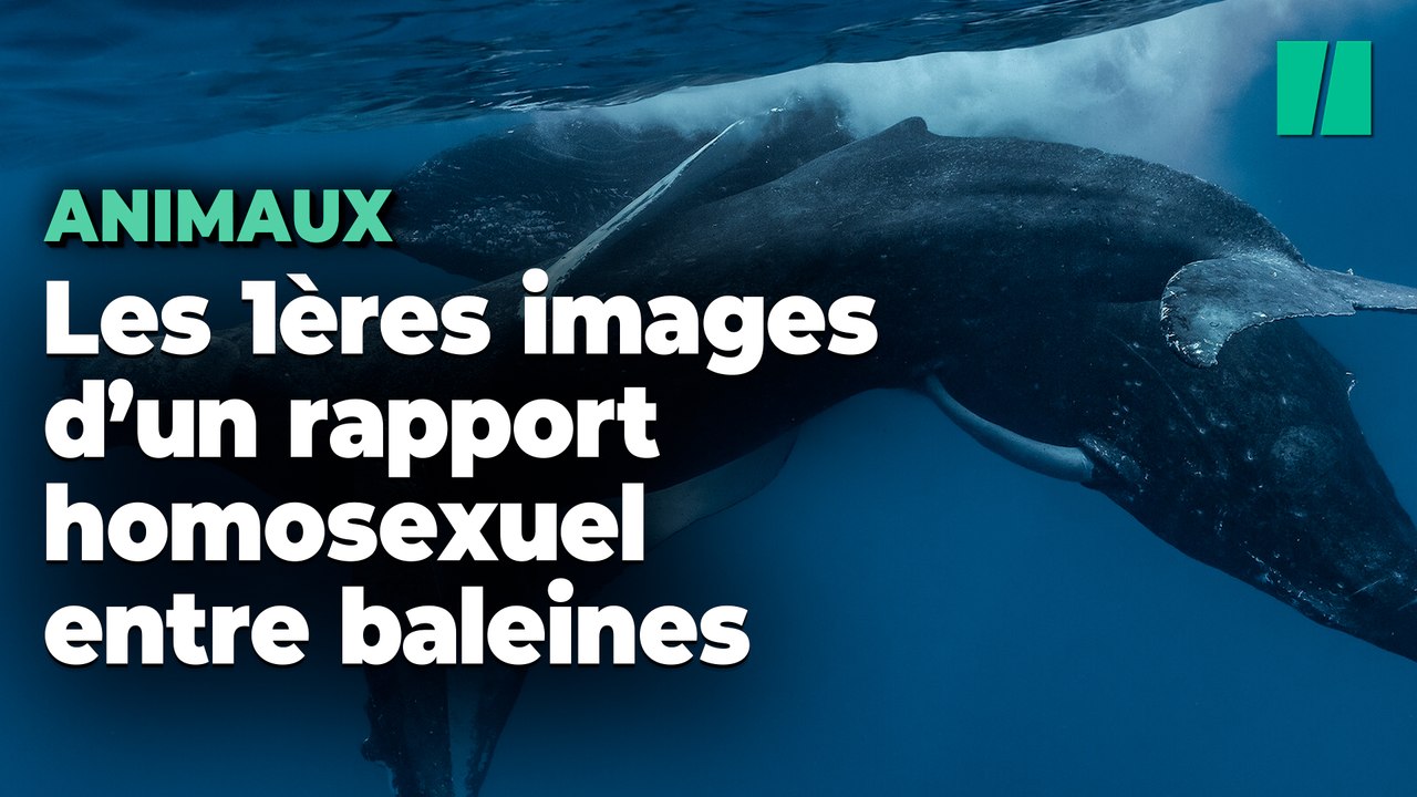 Des rapports sexuels de baleines à bosse observés pour la première fois (et ce sont deux mâles)