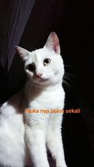 kucing lucu