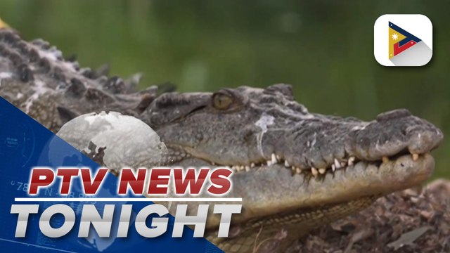 From the brink of extinction to Australia’s croc ‘paradise’