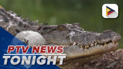 From the brink of extinction to Australia’s croc ‘paradise’