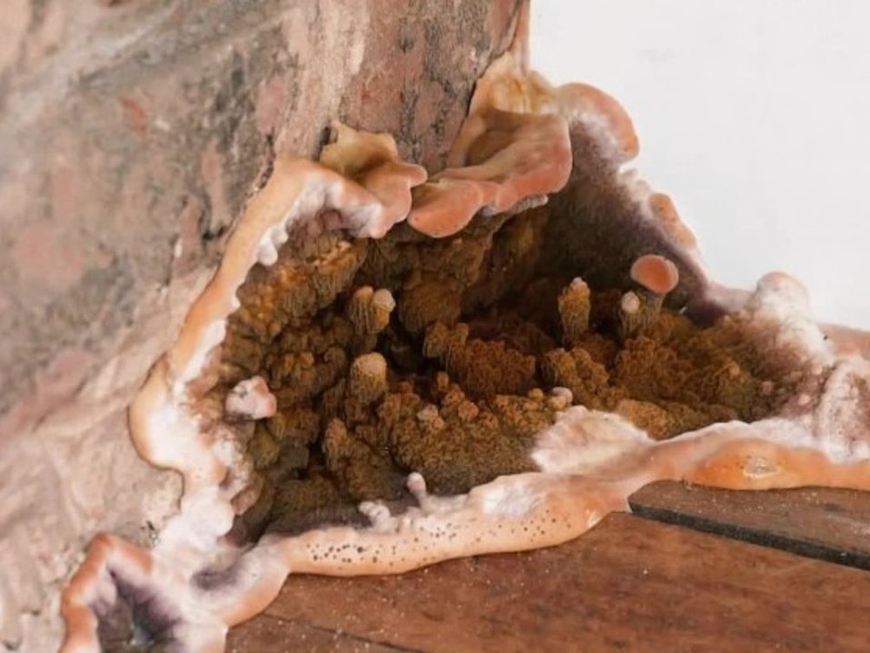 Ekel-Pilze überwuchern Wohnung - Bewohner ergreifen die Flucht