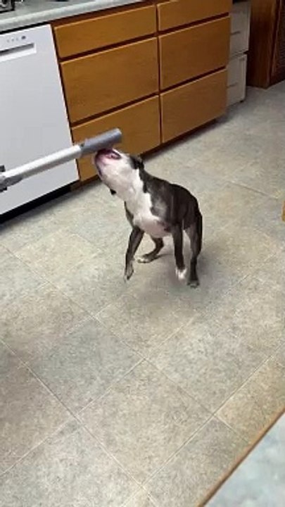 Boston Atticus Attacks Vacuum Hose