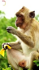 The Modern Monkey || Acharya Prashant