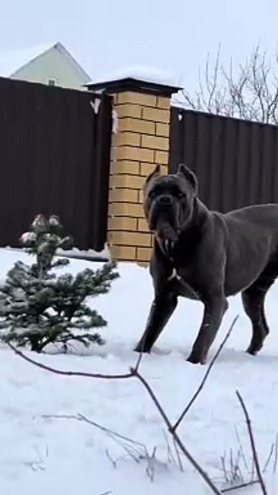 Dog 