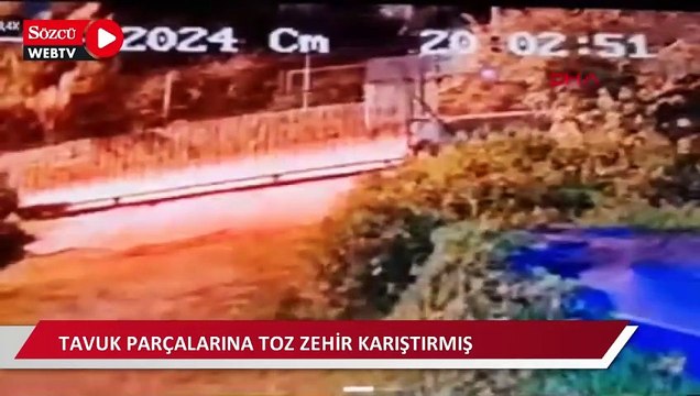 Bodrum'da 4 köpek ile 3 kediyi zehirleyerek öldüren şüpheliyi özel ekip yakaladı