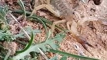 scorpion in  Tunisia عقرب