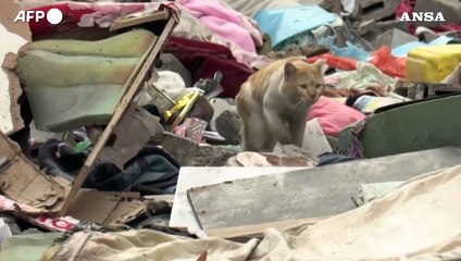 Tải video: Gaza, attacco israeliano colpisce Rafah: la conta dei danni tra le macerie