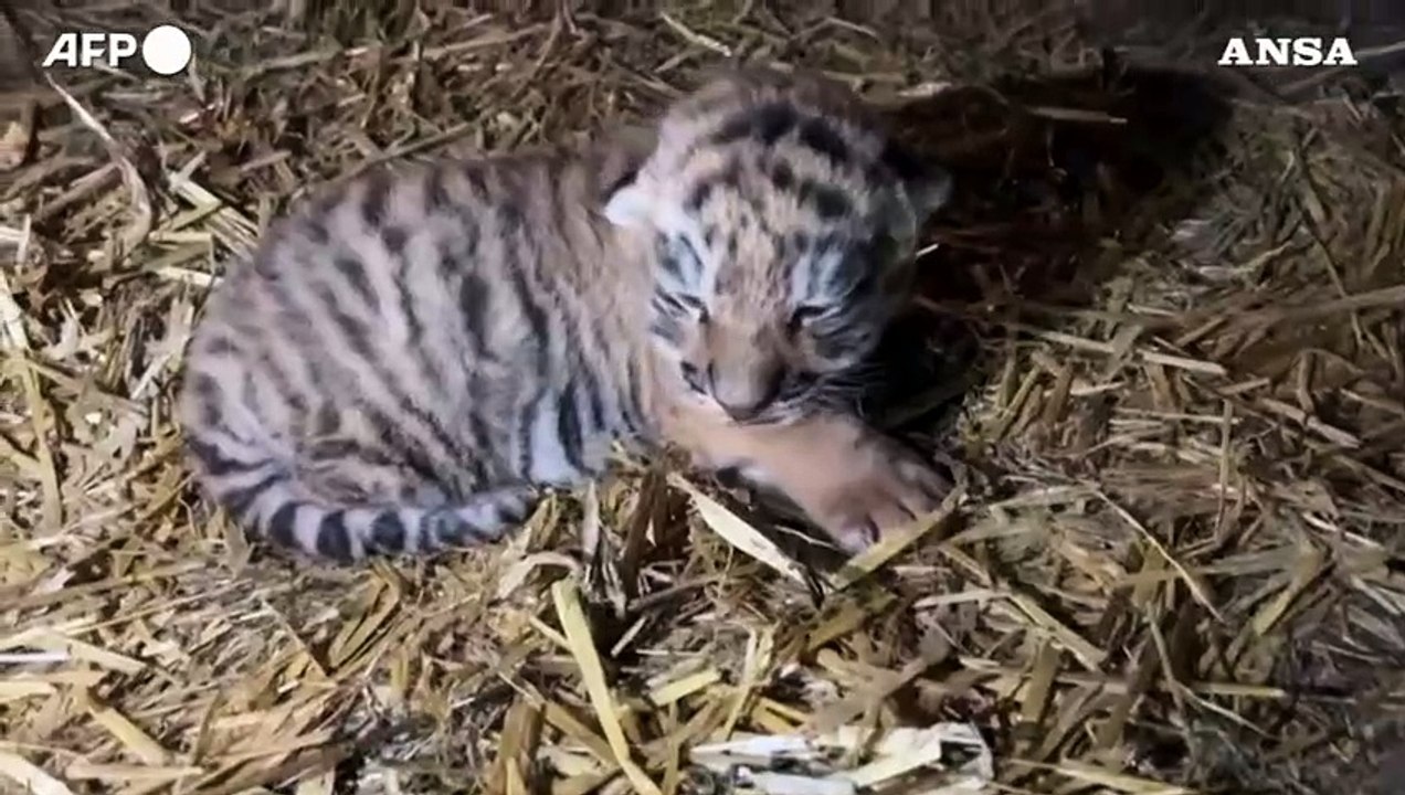 Allo zoo di Copenaghen nasce un cucciolo di tig...