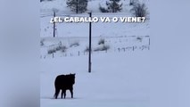 ¿El caballo va o viene? La ilusión óptica que va a ser más comentado que el vestido oro o azul