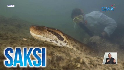 Biologist, sumabay sa paglangoy ng higanteng anaconda | Saksi