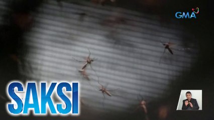 Mga lamok na genetically modified, pinakalat sa isang bayan sa Brazil bilang solusyon sa lumalalang kaso ng dengue | Saksi
