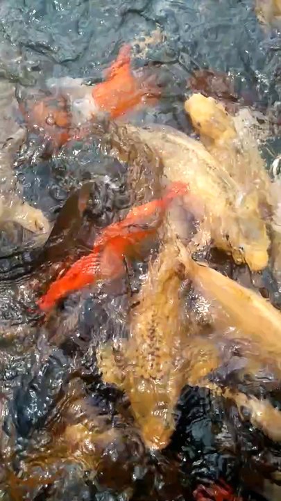 Ikan mas yang tidak pernah diambil warga sekitar