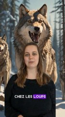 la hiérarchie chez les loups !