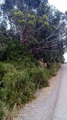birds high sound زقزقة العصافير قوية جدا