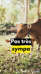 Toujours plus de maltraitance animale #shorts