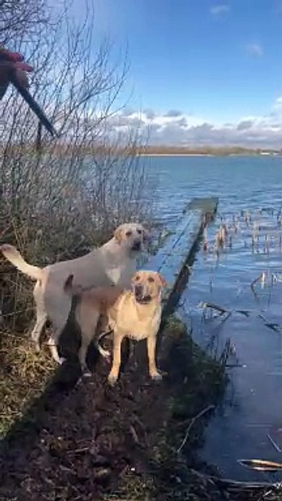 Neither Labrador Has A Braincell