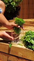 حيل بستنة رائعة لزراعة النباتات وريها بطرق مبتكرة