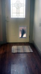 Deer Follows Dogs Inside
