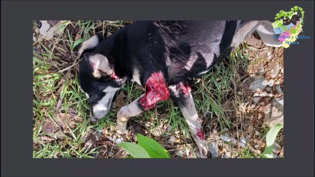 12-12-2018-perrita rescatada