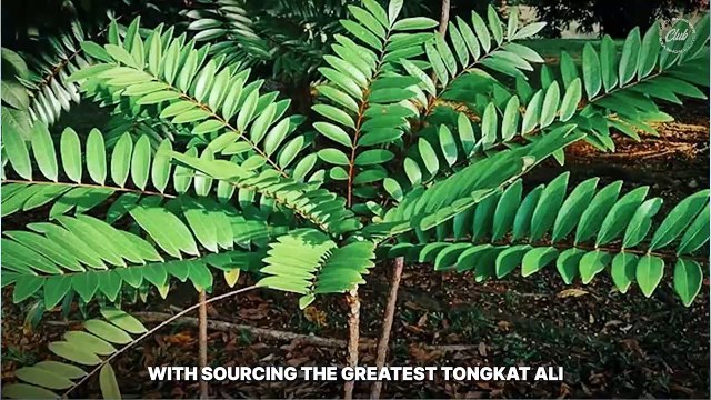 Tongkat Ali Battle: Powder vs Capsules vs Tea vs Gummies