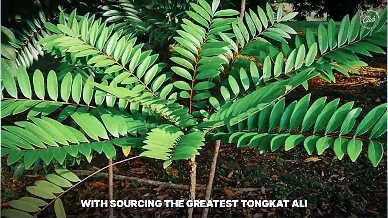 Tongkat Ali Battle: Powder vs Capsules vs Tea vs Gummies