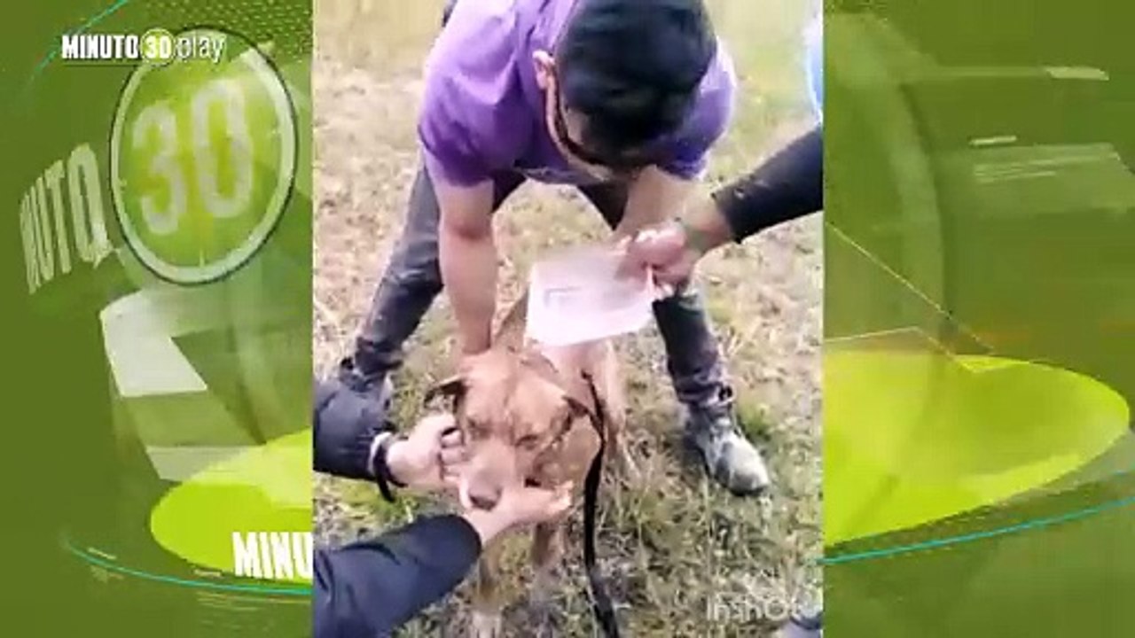 Ellos saben donde los quieren Perrito llegó pidiendo ayuda a los trabajadores de una construcción en Rionegro