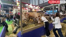 990 kilogramlık inek 17 bin avroya satıldı