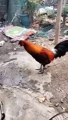 Panabong Na Manok Ng Kapitbahay