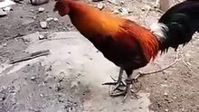 Panabong Na Manok Ng Kapitbahay