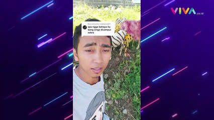Tercengang! Kumpulan Kambing 'Siluman' Menyerupai Zebra