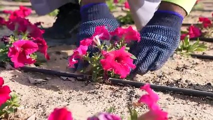 Al Qouz roundabout: Dubai beautification project